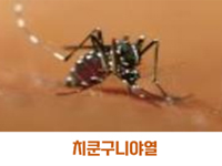 치쿤구니야열 관련이미지