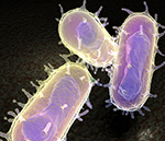 페스트관련이미지