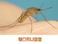 웨스트나일열 관련이미지