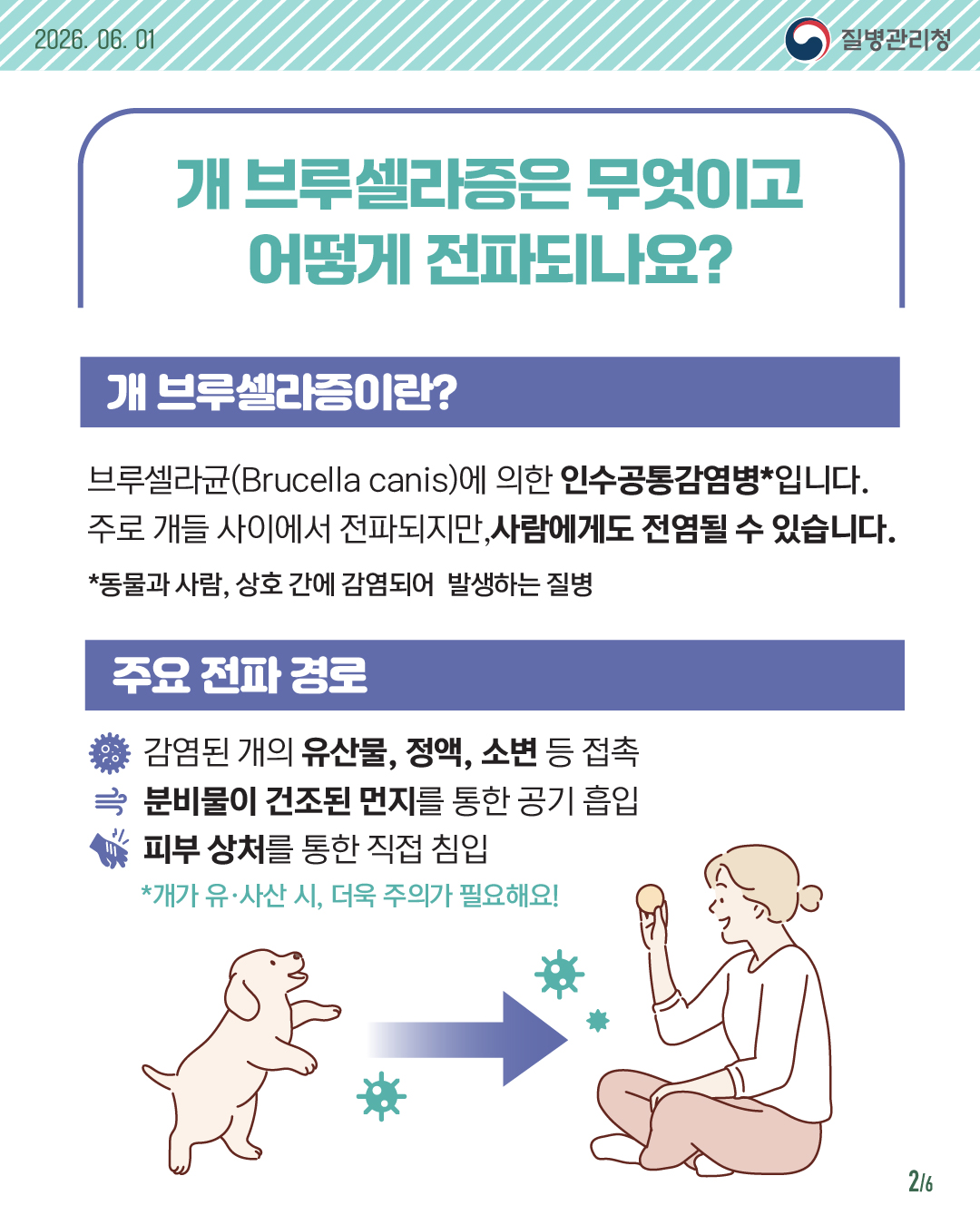 개 브루셀라증은 무엇이고 어떻게 전파되나요? 개 브루셀라증이란? 브루셀라균(Brucella canis)에 의한 인수공통감염병*입니다. 주로 개들 사이에서 전파되지만,사람에게도 전염될 수 있습니다. *동물과 사람, 상호 간에 감염되어  발생하는 질병 주요 전파 경로 감염된 개의 유산물, 정액, 소변 등 접촉 분비물이 건조된 먼지를 통한 공기 흡입 피부 상처를 통한 직접 침입 *개가 유/사산 시, 더욱 주의가 필요해요!