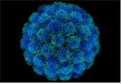 Simian immunodeficiency virus(SIV) 병원체 이미지입니다. 