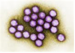 Human adenovirus 병원체 이미지입니다. 