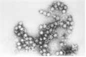 Human coxackieviruses types A, B 병원체 이미지입니다 