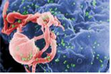 Human immunodeficiency virus(HIV) type 1 and 2 병원체 이미지입니다. 