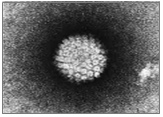 Human papilloma virus 병원체 이미지입니다. 
