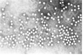 Human parvovirus(B19) 병원체이미지입니다. 