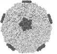 Human rhinoviruses 병원체 이미지입니다. 