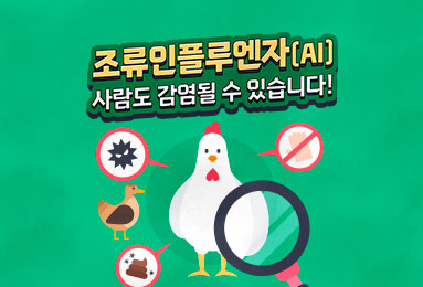 조류인플루엔자(AI), 사람도 감염될 수 있습니다!