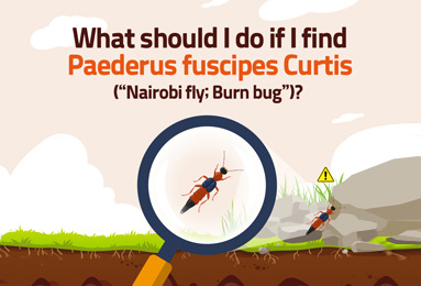 What should I do if I find Paederus fuscipes Curtis (Nairobi fly; Burn bug)?